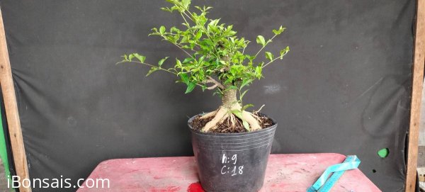 Hồng ngọc mai gl 220k bao phí