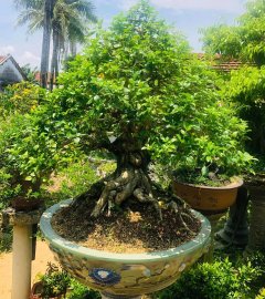 Siêu phẩm nguyệt quế tương lai