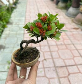 Quà đẹp tặng vợ_tặng người iu với nhiều ưu điểm bất ngờ đây