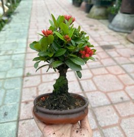 Quà đẹp tặng vợ_tặng người iu với nhiều ưu điểm bất ngờ đây