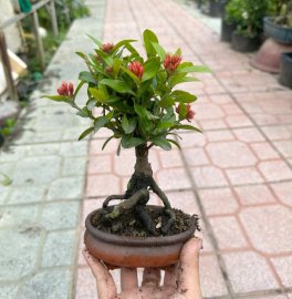 Quà đẹp tặng vợ_tặng người iu với nhiều ưu điểm bất ngờ đây