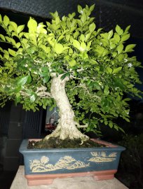 Nguyệt quế