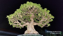 Hoa giấy mỹ 15 triệu
