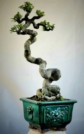 Si bonsai già cổ cây liền lạc co lắc cây mini để bàn