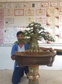 Mai chiếu thủy