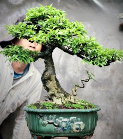 Bonsai Mai chiếu thủy mini siêng hoa