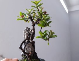 Trang Sen mini ký đá