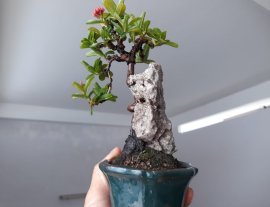 Trang Sen mini ký đá
