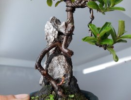 Trang Sen mini ký đá