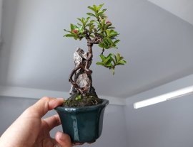 Trang Sen mini ký đá