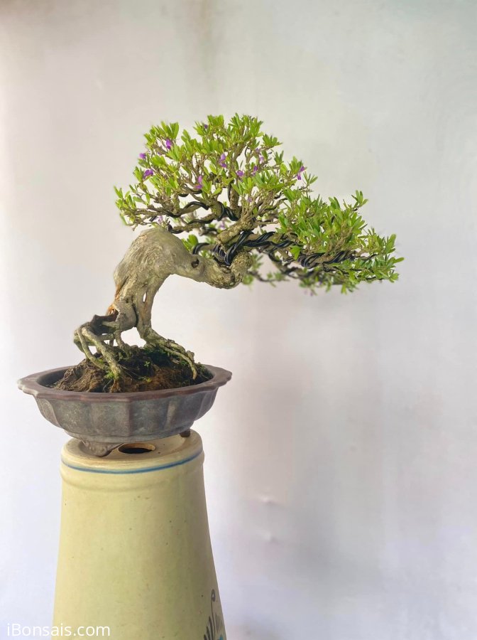 Linh sam