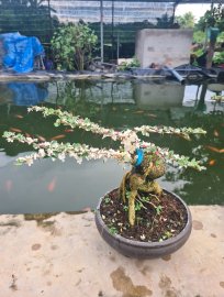 Cần thăng lá hồng, cánh bướm rất đẹp
