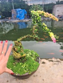Cần thăng lá hồng, cánh bướm rất đẹp