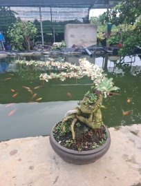 Cần thăng lá hồng, cánh bướm rất đẹp
