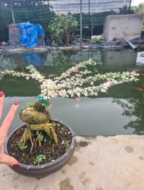 Cần thăng lá hồng, cánh bướm rất đẹp