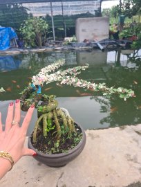 Cần thăng lá hồng, cánh bướm rất đẹp