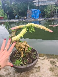 Cần thăng lá hồng, cánh bướm rất đẹp