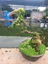 Cần thăng lá hồng, cánh bướm rất đẹp