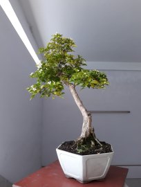 Nguyệt Quế văn nhân đang rộ hoa...