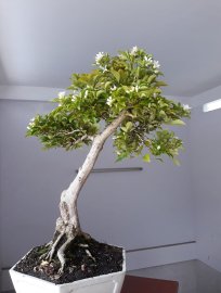 Nguyệt Quế văn nhân đang rộ hoa...