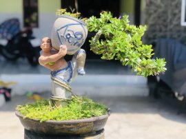 Linh sam giao lưu