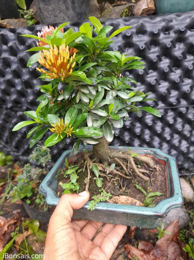 Trang hồng giao lưu 300k