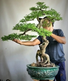 Me bonsai già đẹp tay cành mịn hết nhôm kẽm
