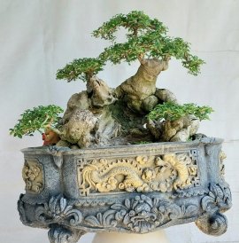 Găng vàng, còn gọi là găng tu hú
