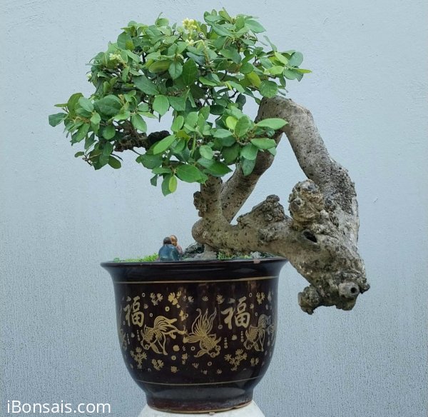 Cây cò ke Bình Định