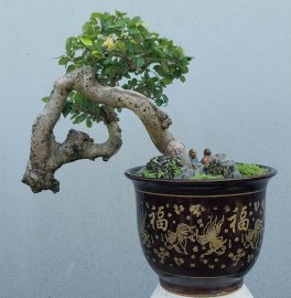 Cây cò ke Bình Định