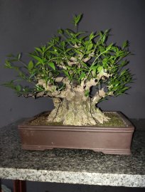 Cổ thụ trong tầm tay