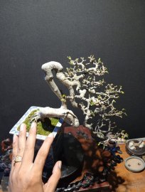 Mai chiếu thủy già và quái