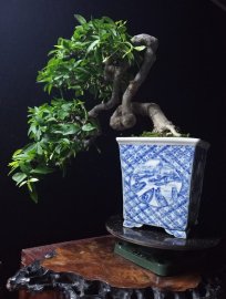 Mai chiếu thủy già và quái