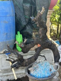 Kì hoa dị thảo