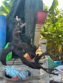 Kì hoa dị thảo