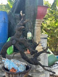 Kì hoa dị thảo