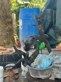 Kì hoa dị thảo