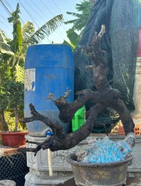 Kì hoa dị thảo