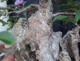 Em là Bằng Lăng Ổi...