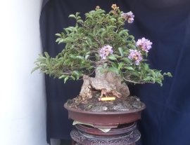 Em là Bằng Lăng Ổi...