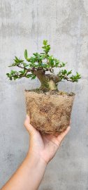 Hải châu sông cầu su mô hàng lùn lực gl