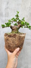 Hải châu sông cầu su mô hàng lùn lực gl