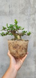 Hải châu sông cầu su mô hàng lùn lực gl