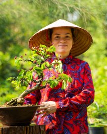 Điệp Lào bung lụa đón nắng chào ngày mới ạ