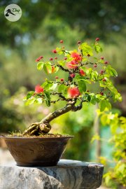 Điệp Lào bung lụa đón nắng chào ngày mới ạ