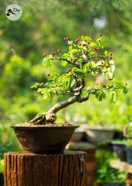 Điệp Lào bung lụa đón nắng chào ngày mới ạ