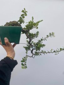 Hải châu đổ lắc đẹp, siêu hoa ạ
