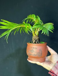 Dừa xim bonsai