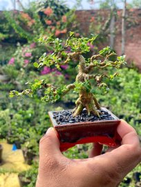 Cổ thụ trong lòng