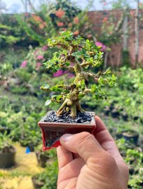 Cổ thụ trong lòng
